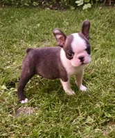 AKC Cooper Champion Sired , a male Boston Terrier for sale in Delavan, WI – 4 of 6