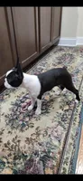 AKC. CH Sired Roxanne, a female Boston Terrier for sale in Delavan, WI – 6 of 10