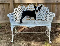 AKC. CH Sired Roxanne, a female Boston Terrier for sale in Delavan, WI – 9 of 10