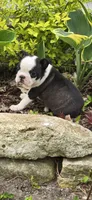 Poppy AKC CH Sired, a female Boston Terrier for sale in Delavan, WI – 4 of 10