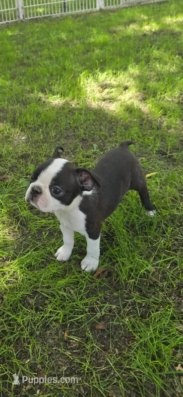 AKC CH Sired Timothy – Boston Terrier puppy for sale in Delavan, WI