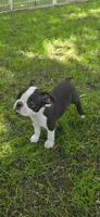 AKC CH Sired Timothy, a male Boston Terrier for sale in Delavan, WI – 1 of 6