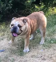Cindy, a female English Bulldog for sale in Delavan, WI – 1 of 4