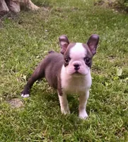 AKC Cooper Champion Sired , a male Boston Terrier for sale in Delavan, WI – 5 of 6