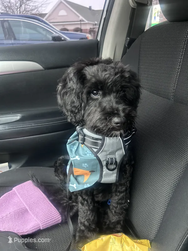 Luxe – Labradoodle puppy for sale in Towson, MD