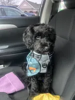 Luxe, a male Labradoodle for sale in Towson, MD – 1 of 2
