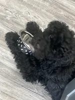Luxe, a male Labradoodle for sale in Towson, MD – 2 of 2