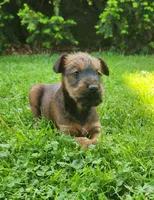 Leaf, a male Irish Terrier for sale in Waterloo, NY – 4 of 5