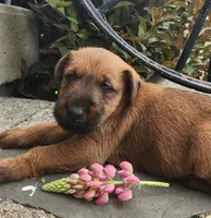 Ripley, a female Irish Terrier for sale in Waterloo, NY – 3 of 7
