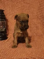 Brook, a female Irish Terrier for sale in Waterloo, NY – 3 of 8