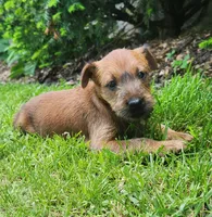 Brook, a female Irish Terrier for sale in Waterloo, NY – 2 of 5