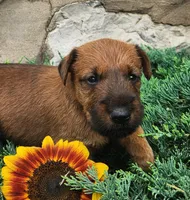 Ripley, a female Irish Terrier for sale in Waterloo, NY – 2 of 7