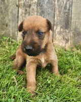 Ruby, a female Irish Terrier for sale in Waterloo, NY – 8 of 9