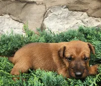 Ringo, a male Irish Terrier for sale in Waterloo, NY – 3 of 3