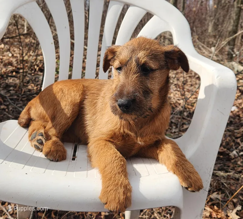 Honey – Irish Terrier puppy for sale in Waterloo, NY