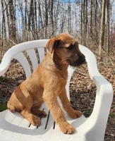 Honey, a female Irish Terrier for sale in Waterloo, NY – Photo 5 of 5