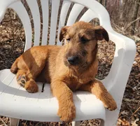 Honey, a female Irish Terrier for sale in Waterloo, NY – Photo 2 of 5