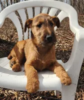 Honey, a female Irish Terrier for sale in Waterloo, NY – Photo 4 of 5