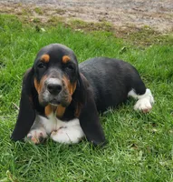 Wren, a female Basset Hound for sale in Waterloo, NY – Photo 4 of 6