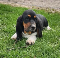 Wren, a female Basset Hound for sale in Waterloo, NY – Photo 3 of 6