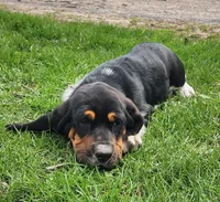 Wren, a female Basset Hound for sale in Waterloo, NY – Photo 2 of 6