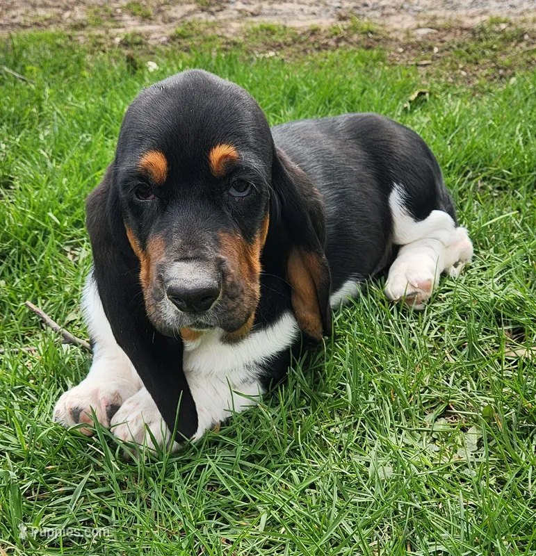 Wren, a female Basset Hound for sale in Waterloo, NY – Photo 1 of 6