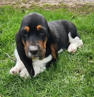 Wren, a female Basset Hound for sale in Waterloo, NY – Photo 1 of 6