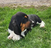 Wren, a female Basset Hound for sale in Waterloo, NY – Photo 6 of 6