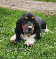 Wren, a female Basset Hound for sale in Waterloo, NY – Photo 5 of 6