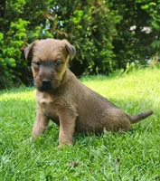 Daisy, a female Irish Terrier for sale in Waterloo, NY – 4 of 9