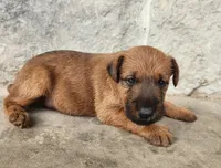 Ripley, a female Irish Terrier for sale in Waterloo, NY – 6 of 7