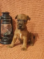 Daisy, a female Irish Terrier for sale in Waterloo, NY – 5 of 8