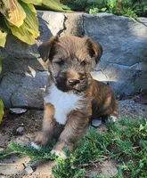 Buddy, a male Tibetan Terrier and Irish Terrier for sale in Waterloo, NY – 2 of 10