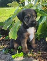 Bandit, a male Tibetan Terrier and Irish Terrier for sale in Waterloo, NY – 4 of 4