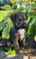 Bandit, a male Tibetan Terrier and Irish Terrier for sale in Waterloo, NY – 2 of 4