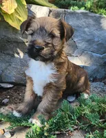 Buddy, a male Tibetan Terrier and Irish Terrier for sale in Waterloo, NY – 9 of 10