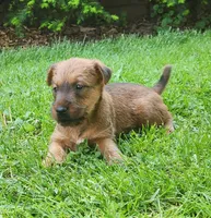 Daisy, a female Irish Terrier for sale in Waterloo, NY – 3 of 9