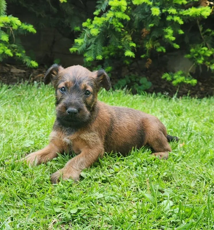 River – Irish Terrier puppy on hold in Waterloo, NY