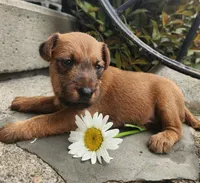 Rosie, a female Irish Terrier for sale in Waterloo, NY – 4 of 5