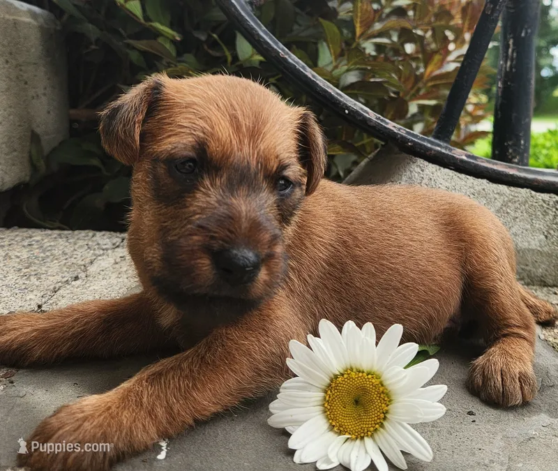 Rosie – Irish Terrier puppy for sale in Waterloo, NY