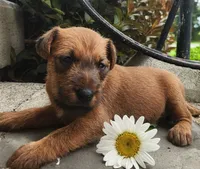 Rosie, a female Irish Terrier for sale in Waterloo, NY – 1 of 5