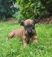 Leaf, a male Irish Terrier for sale in Waterloo, NY – 4 of 6