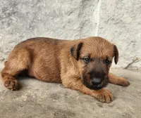 Ripley, a female Irish Terrier for sale in Waterloo, NY – 7 of 7