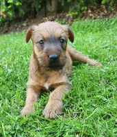 Daisy, a female Irish Terrier for sale in Waterloo, NY – 7 of 9