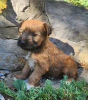 Belle, a female Tibetan Terrier and Irish Terrier for sale in Waterloo, NY – 2 of 3