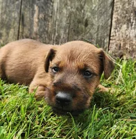 Rocco, a male Irish Terrier for sale in Waterloo, NY – 2 of 4
