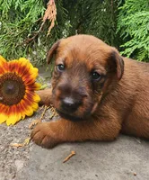 Rex, a male Irish Terrier for sale in Waterloo, NY – 5 of 6