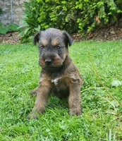 Sky, a male Irish Terrier for sale in Waterloo, NY – 7 of 8