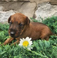 Rex, a male Irish Terrier for sale in Waterloo, NY – 2 of 6