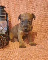 Clover, a male Irish Terrier for sale in Waterloo, NY – 2 of 6